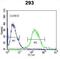 RuvB Like AAA ATPase 1 antibody, abx030866, Abbexa, Western Blot image 