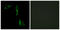 Adrenoceptor Alpha 1D antibody, LS-C198598, Lifespan Biosciences, Immunofluorescence image 