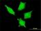 DEAD-Box Helicase 20 antibody, H00011218-M01, Novus Biologicals, Immunofluorescence image 
