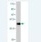 Serine Protease 27 antibody, H00083886-M02, Novus Biologicals, Western Blot image 