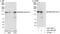 SWI/SNF-Related, Matrix-Associated Actin-Dependent Regulator Of Chromatin, Subfamily A, Containing DEAD/H Box 1 antibody, A301-593A, Bethyl Labs, Immunoprecipitation image 