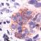 Apoptosis Inducing Factor Mitochondria Associated 1 antibody, PA5-17638, Invitrogen Antibodies, Immunohistochemistry paraffin image 