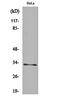 Mitochondrial Ribosomal Protein L15 antibody, orb161813, Biorbyt, Western Blot image 