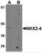 NK2 Homeobox 8 antibody, NBP2-81760, Novus Biologicals, Western Blot image 