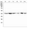 Mitogen-Activated Protein Kinase Kinase 4 antibody, A01725-1, Boster Biological Technology, Western Blot image 