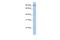 Protocadherin Alpha 5 antibody, A15316, Boster Biological Technology, Western Blot image 