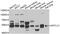 Serine Palmitoyltransferase Long Chain Base Subunit 1 antibody, abx005177, Abbexa, Western Blot image 