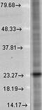 Synaptosome Associated Protein 25 antibody, orb67368, Biorbyt, Western Blot image 