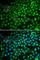 SWI/SNF Related, Matrix Associated, Actin Dependent Regulator Of Chromatin, Subfamily A, Member 5 antibody, A2000, ABclonal Technology, Immunofluorescence image 