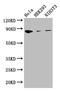 Chromogranin B antibody, LS-B15205, Lifespan Biosciences, Western Blot image 