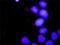 SOS Ras/Rac Guanine Nucleotide Exchange Factor 1 antibody, H00006654-M01, Novus Biologicals, Proximity Ligation Assay image 