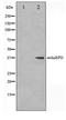 Heterogeneous Nuclear Ribonucleoprotein D antibody, TA347327, Origene, Western Blot image 