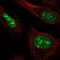 NOC3 Like DNA Replication Regulator antibody, PA5-67137, Invitrogen Antibodies, Immunofluorescence image 