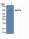 Mitogen-Activated Protein Kinase Kinase 2 antibody, LS-C718352, Lifespan Biosciences, Western Blot image 