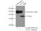 Ovo Like Transcriptional Repressor 1 antibody, 14082-1-AP, Proteintech Group, Immunoprecipitation image 