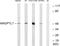 Angiopoietin Like 7 antibody, GTX87669, GeneTex, Western Blot image 