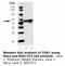 Checkpoint Kinase 1 antibody, LS-C63109, Lifespan Biosciences, Western Blot image 