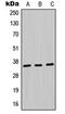 Malate Dehydrogenase 1 antibody, orb214238, Biorbyt, Western Blot image 
