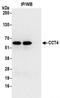 Chaperonin Containing TCP1 Subunit 4 antibody, NBP2-41361, Novus Biologicals, Immunoprecipitation image 