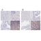 IKAROS Family Zinc Finger 1 antibody, NBP2-38242, Novus Biologicals, Immunohistochemistry paraffin image 