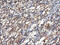 Tubulin Alpha Like 3 antibody, M15933, Boster Biological Technology, Immunohistochemistry paraffin image 