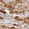 Beta-1,3-Galactosyltransferase 6 antibody, FNab00766, FineTest, Immunohistochemistry frozen image 