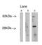 LAG1 longevity assurance homolog 4 antibody, PA1-12928, Invitrogen Antibodies, Western Blot image 