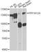 Protein Phosphatase 1 Regulatory Subunit 12A antibody, STJ28783, St John