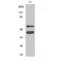 Glycogen Synthase Kinase 3 Alpha antibody, LS-C383866, Lifespan Biosciences, Western Blot image 