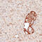 Killer Cell Immunoglobulin Like Receptor, Three Ig Domains And Long Cytoplasmic Tail 3 antibody, 13-404, ProSci, Immunohistochemistry frozen image 
