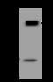 Palladin, Cytoskeletal Associated Protein antibody, 207163-T38, Sino Biological, Western Blot image 