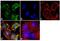 Amyloid Beta Precursor Protein Binding Family A Member 3 antibody, GTX23450, GeneTex, Immunocytochemistry image 
