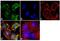 Amyloid beta A4 precursor protein-binding family A member 3 antibody, GTX23450, GeneTex, Immunocytochemistry image 