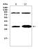 Interleukin 33 antibody, A00113-2, Boster Biological Technology, Western Blot image 
