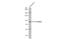 C1 esterase inhibitor antibody, NBP1-32478, Novus Biologicals, Western Blot image 