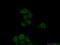 G Protein Subunit Beta 3 antibody, 15388-1-AP, Proteintech Group, Immunofluorescence image 