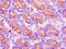 Cytoplasmic dynein 2 heavy chain 1 antibody, orb51826, Biorbyt, Immunohistochemistry paraffin image 