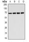 Factor Interacting With PAPOLA And CPSF1 antibody, orb341247, Biorbyt, Western Blot image 