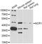 Natural Cytotoxicity Triggering Receptor 1 antibody, LS-C749501, Lifespan Biosciences, Western Blot image 