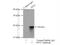 Peptidylprolyl Cis/Trans Isomerase, NIMA-Interacting 1 antibody, 10495-1-AP, Proteintech Group, Immunoprecipitation image 