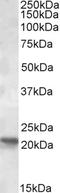 RNA Polymerase II Subunit G antibody, EB09533, Everest Biotech, Western Blot image 