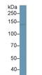 L1 Cell Adhesion Molecule antibody, LS-C299239, Lifespan Biosciences, Western Blot image 