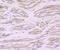 BCL2 Associated Athanogene 3 antibody, NBP2-67177, Novus Biologicals, Immunohistochemistry paraffin image 