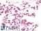 Pancreas Associated Transcription Factor 1a antibody, LS-B10699, Lifespan Biosciences, Immunohistochemistry paraffin image 
