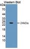 Fibroblast Growth Factor 21 antibody, MBS2028129, MyBioSource, Western Blot image 