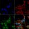 Phosphoinositide-3-Kinase Regulatory Subunit 4 antibody, LS-C773336, Lifespan Biosciences, Immunocytochemistry image 