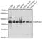 Suv3 Like RNA Helicase antibody, 23-995, ProSci, Western Blot image 
