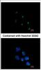 GRIP And Coiled-Coil Domain Containing 1 antibody, NBP2-16621, Novus Biologicals, Immunofluorescence image 