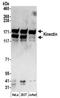 Kinectin 1 antibody, NBP2-32261, Novus Biologicals, Western Blot image 