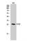 DNA Damage Inducible Transcript 3 antibody, LS-B14217, Lifespan Biosciences, Western Blot image 